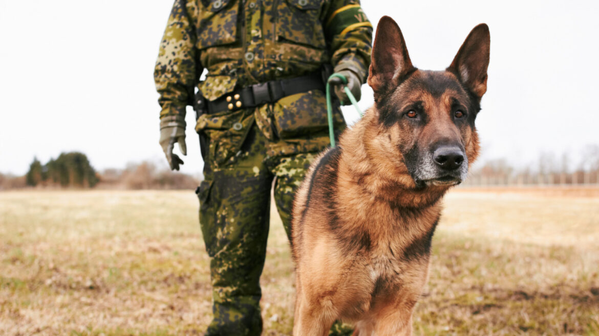 Spojené štáty zlepšujú starostlivosť o vojenské psy