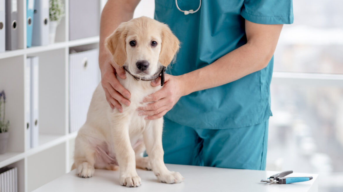 Má váš pes strach z veterinára? Skúste tieto triky